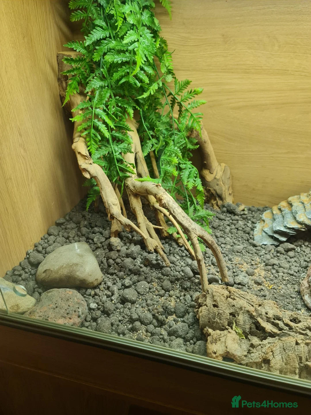 Bearded Dragon reptiles for sale: Bearded dragon orange  in Chester-le-Street - Advert 10