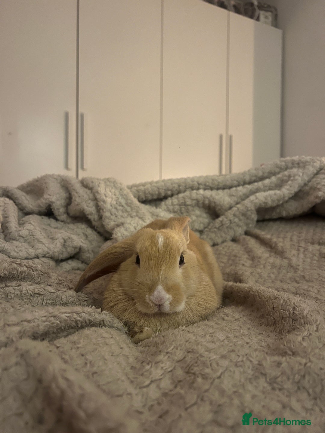 English Lop rabbits for sale: Koazy, cutest lop for sale  - Advert 6