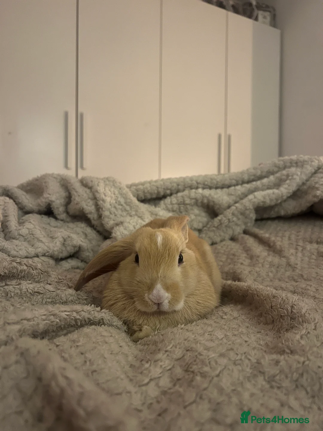 English Lop rabbits for sale: Koazy, cutest lop for sale  - Advert 6