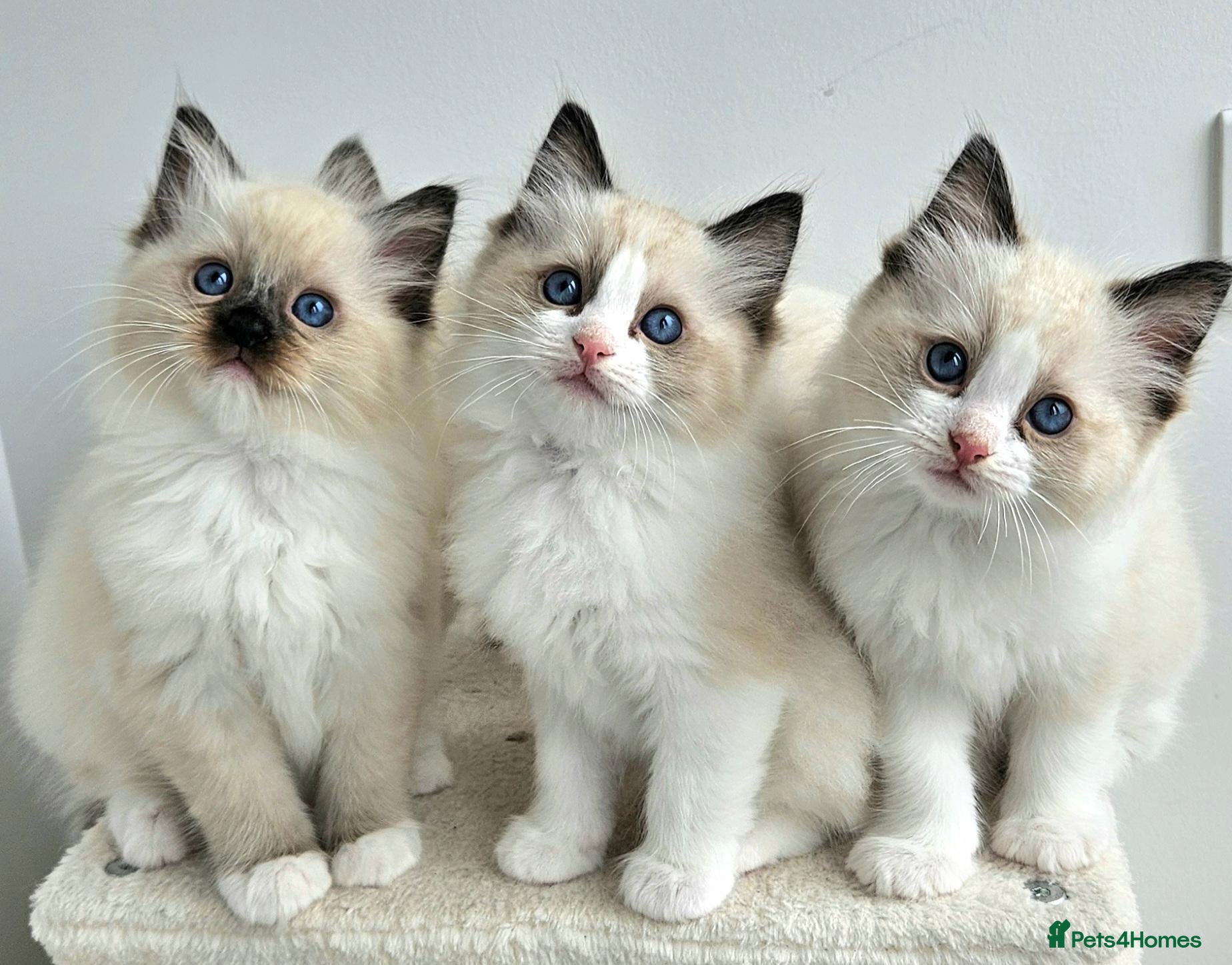 Ragdoll cats Stunning Ragdoll kittens 😸  - Advert 1