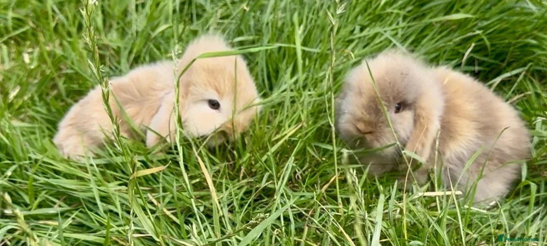 Mixed Breed rabbits for sale: Baby bunnies  in Boston - Advert 1