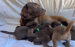 Labrador Retriever dogs for sale: Chocolate Labrador puppies  - Advert 4