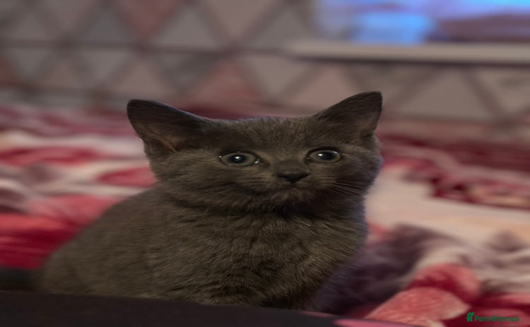 Mixed Breed cats - Advert 1