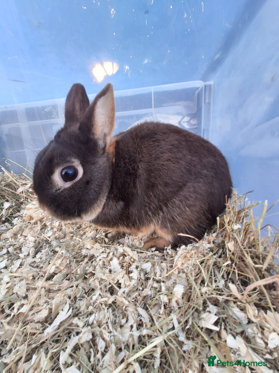 Netherland Dwarf rabbits for sale: 4 Netherland dwarf buck rabbits for sale £40 each  - Advert 19