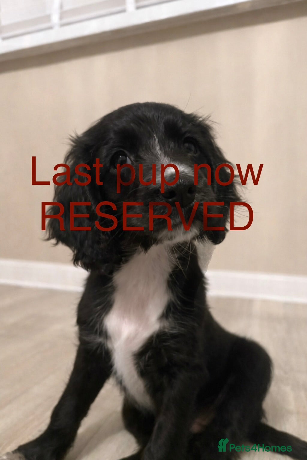 Sprocker dogs ⭐️Sprocker Girl Now Reserved ⭐️ - Advert 4