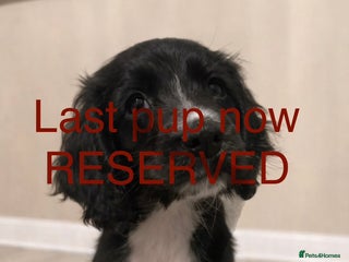 Sprocker dogs ⭐️Sprocker Girl Now Reserved ⭐️ - Advert 4