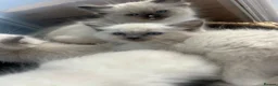 Ragdoll cats for sale: Ready to leave reduced price  - Advert 13