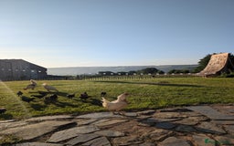 Chickens poultry for sale: Mix of chicks, pure bred Aseels & Old English Game - Image 1