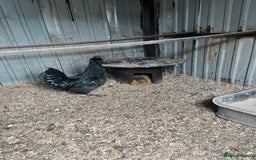 Chickens poultry for sale: Ayam Cemani cross silkie Cockerel  in Darwen - Image 4