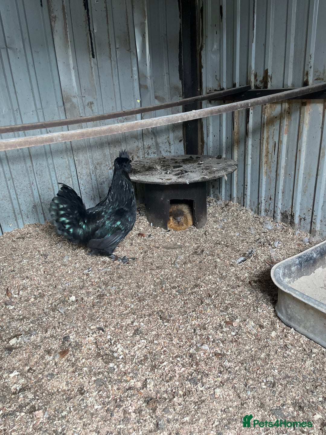 Chickens poultry for sale: Ayam Cemani cross silkie Cockerel  in Darwen - Image 4