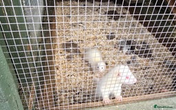 Ferret rodents for sale: Ferret kits - Image 9