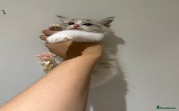 Ragdoll cats for sale: Beautiful Ragdoll kitten  - Image 15