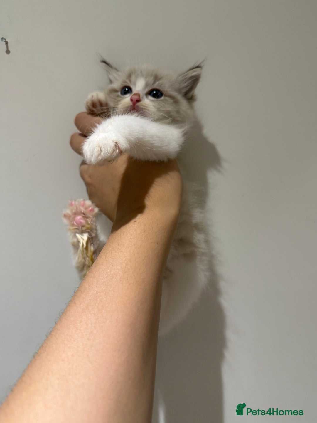 Ragdoll cats for sale: Beautiful Ragdoll kitten  - Image 15