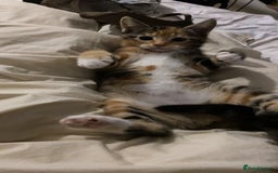 Mixed Breed cats for sale: 🐾 Kittens for Sale – 1 Boy & 1 Girl! 🐾 - Image 6