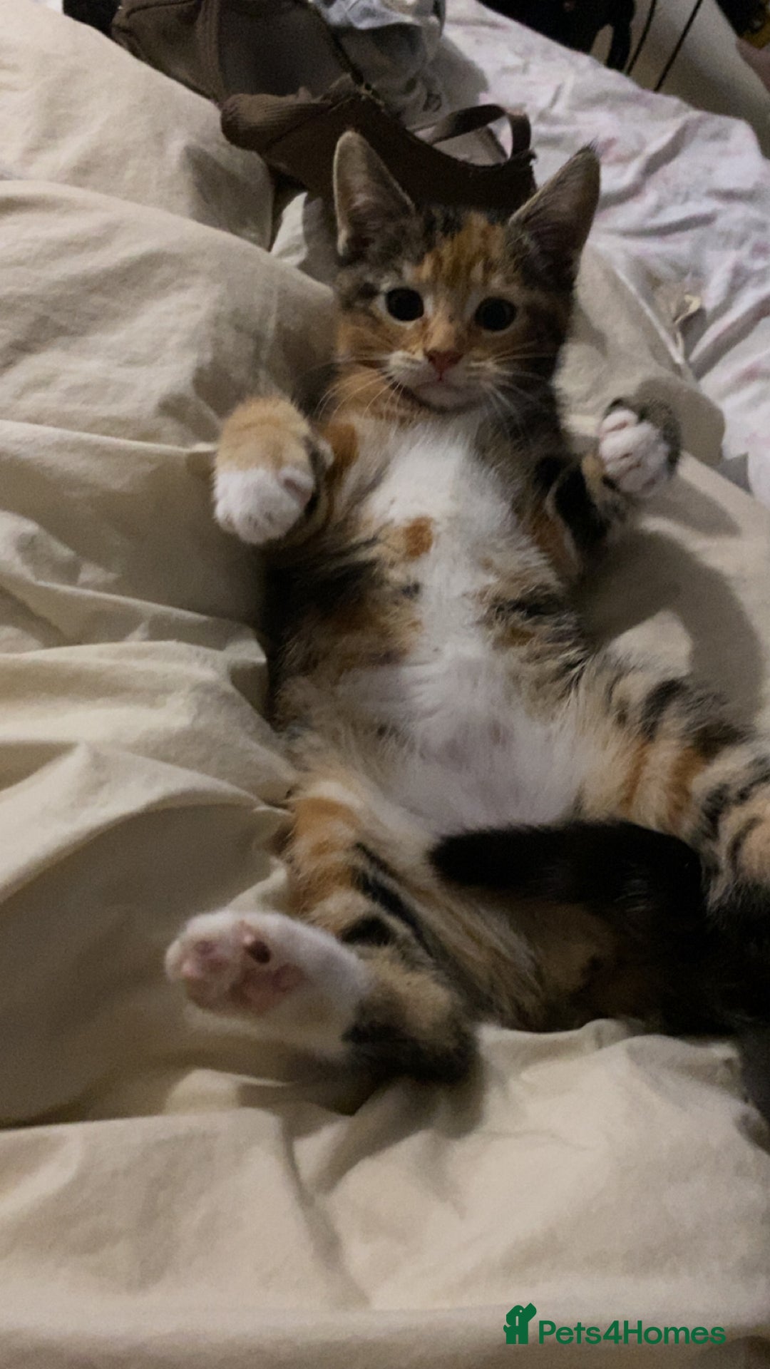 Mixed Breed cats for sale: 🐾 Kittens for Sale – 1 Boy & 1 Girl! 🐾 - Image 6
