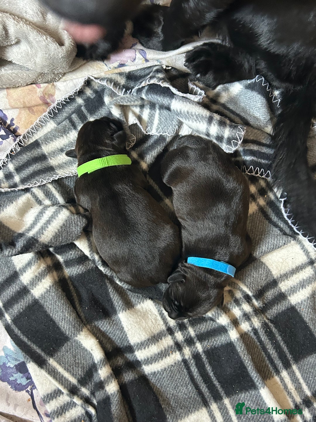 Mixed Breed dogs for sale: Sprocker cross blue staffy puppies for sale  - Image 16