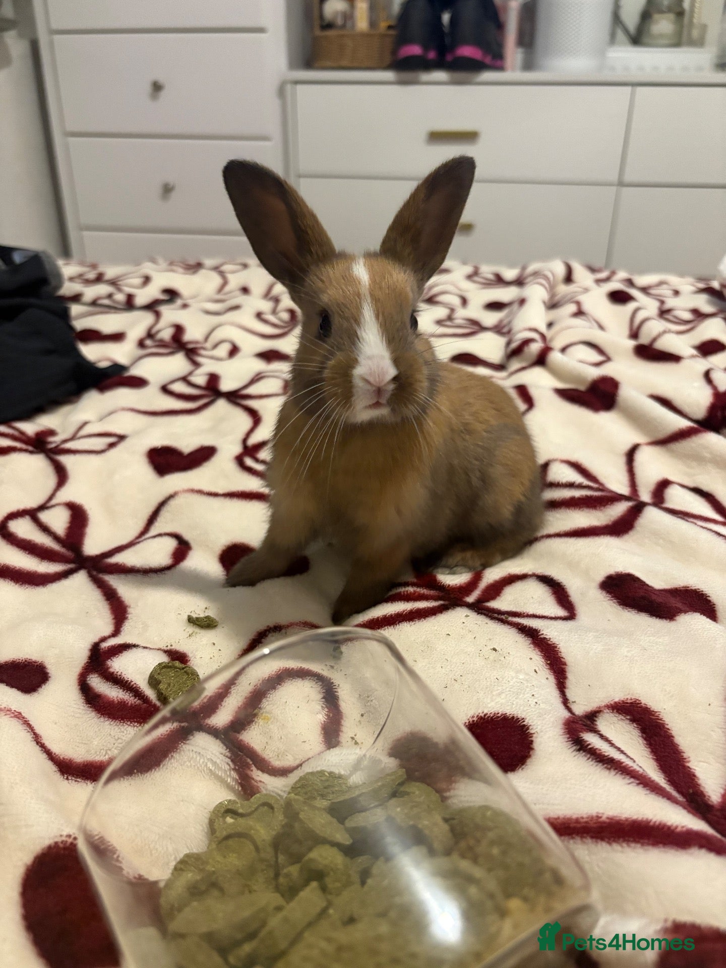 Mixed Breed rabbits Rabbits aged 5 weeks currently - Advert 2