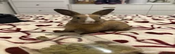 Mixed Breed rabbits for sale: Rabbits aged 5 weeks currently in Portsmouth - Advert 2