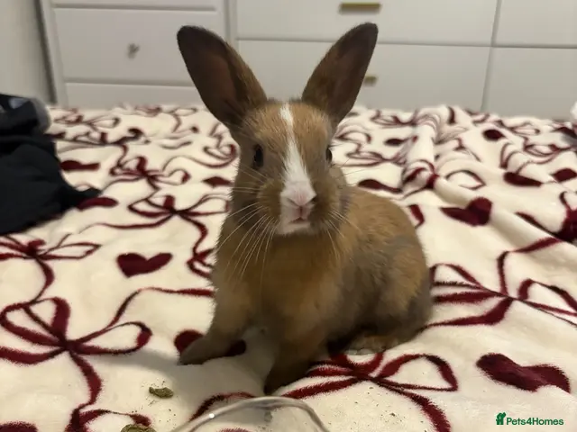 Mixed Breed rabbits Rabbits aged 5 weeks currently - Advert 2