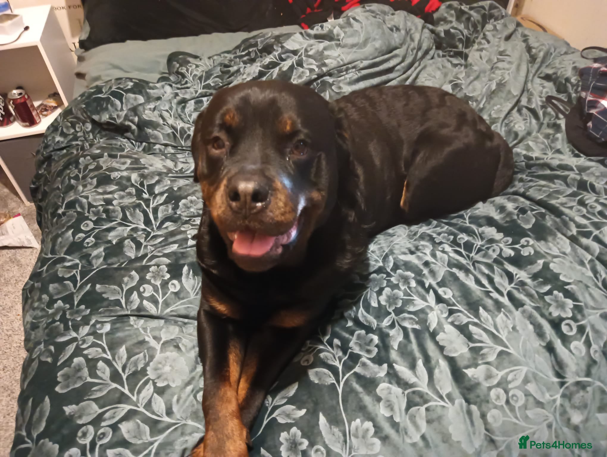 Rottweiler dogs Rotty for sale  - Advert 3