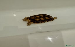 Tortoise reptiles for sale: Sulcata tortoises looking for new homes  - Image 5