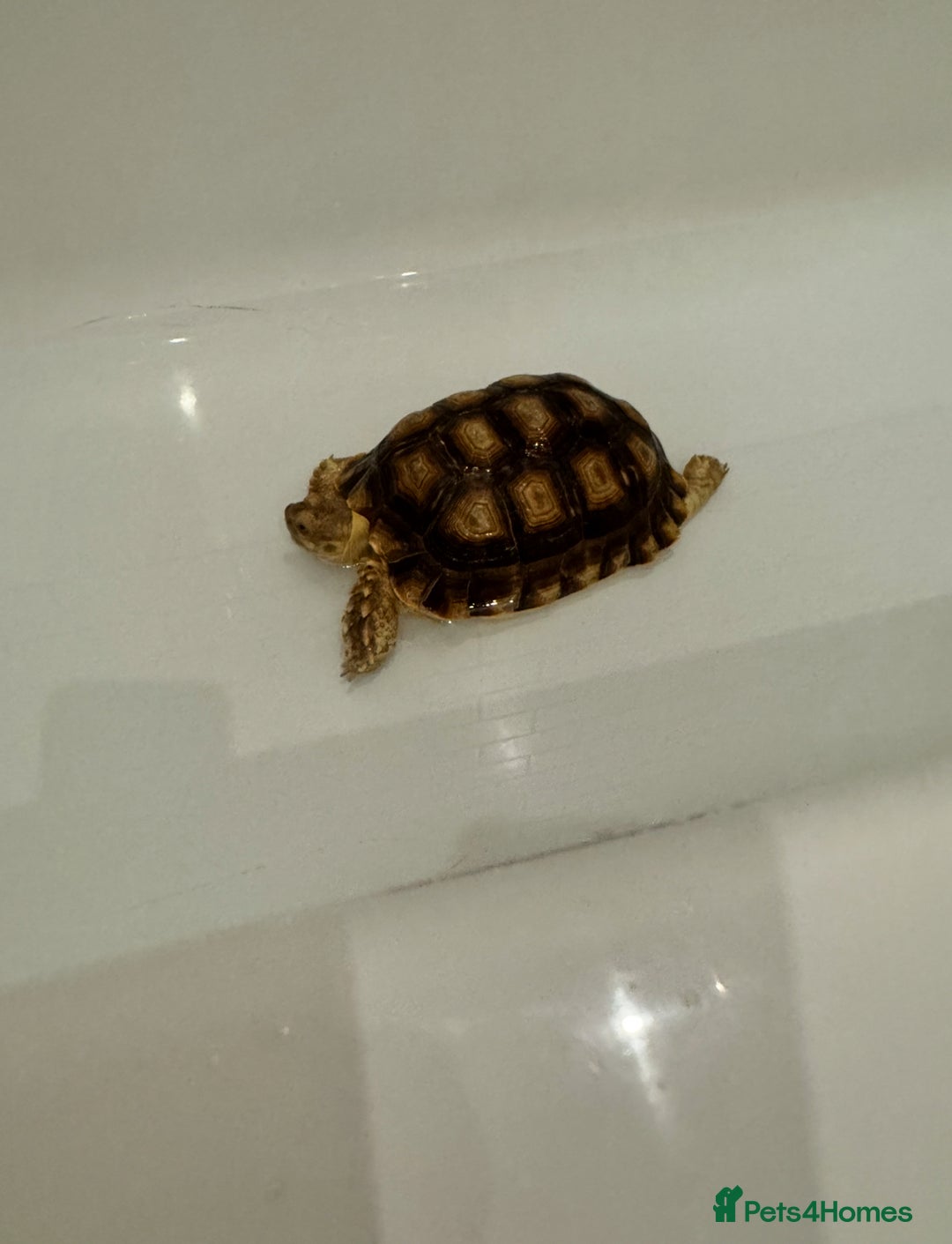 Tortoise reptiles for sale: Sulcata tortoises looking for new homes  - Image 5