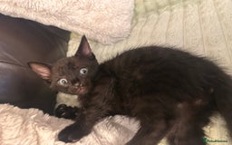 Bengal cats for sale: Mixed Breed Kittens  - Image 5