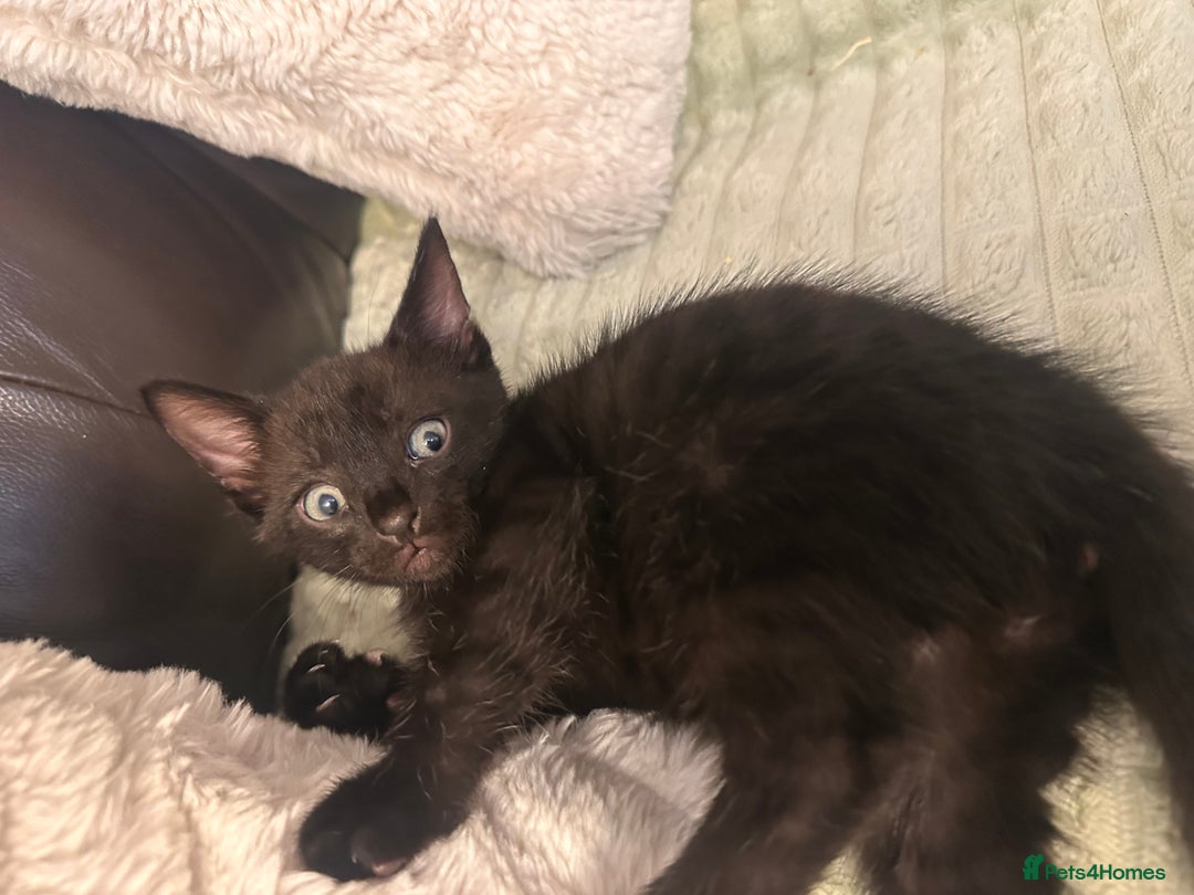 Bengal cats for sale: Mixed Breed Kittens  - Image 5