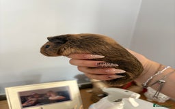 Guinea Pig rodents for sale: baby guinea pigs  - Image 7