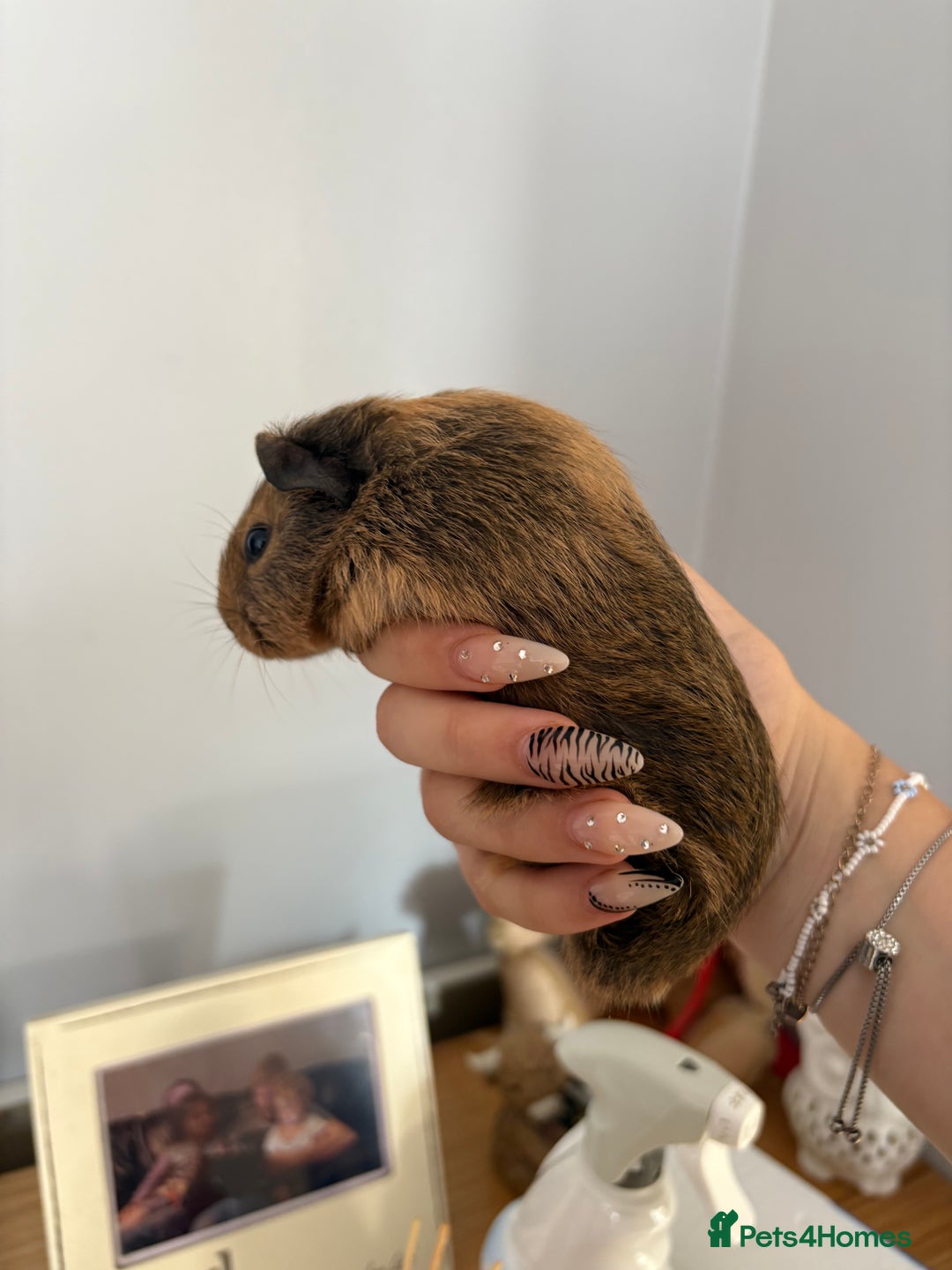 Guinea Pig rodents for sale: baby guinea pigs  - Image 7