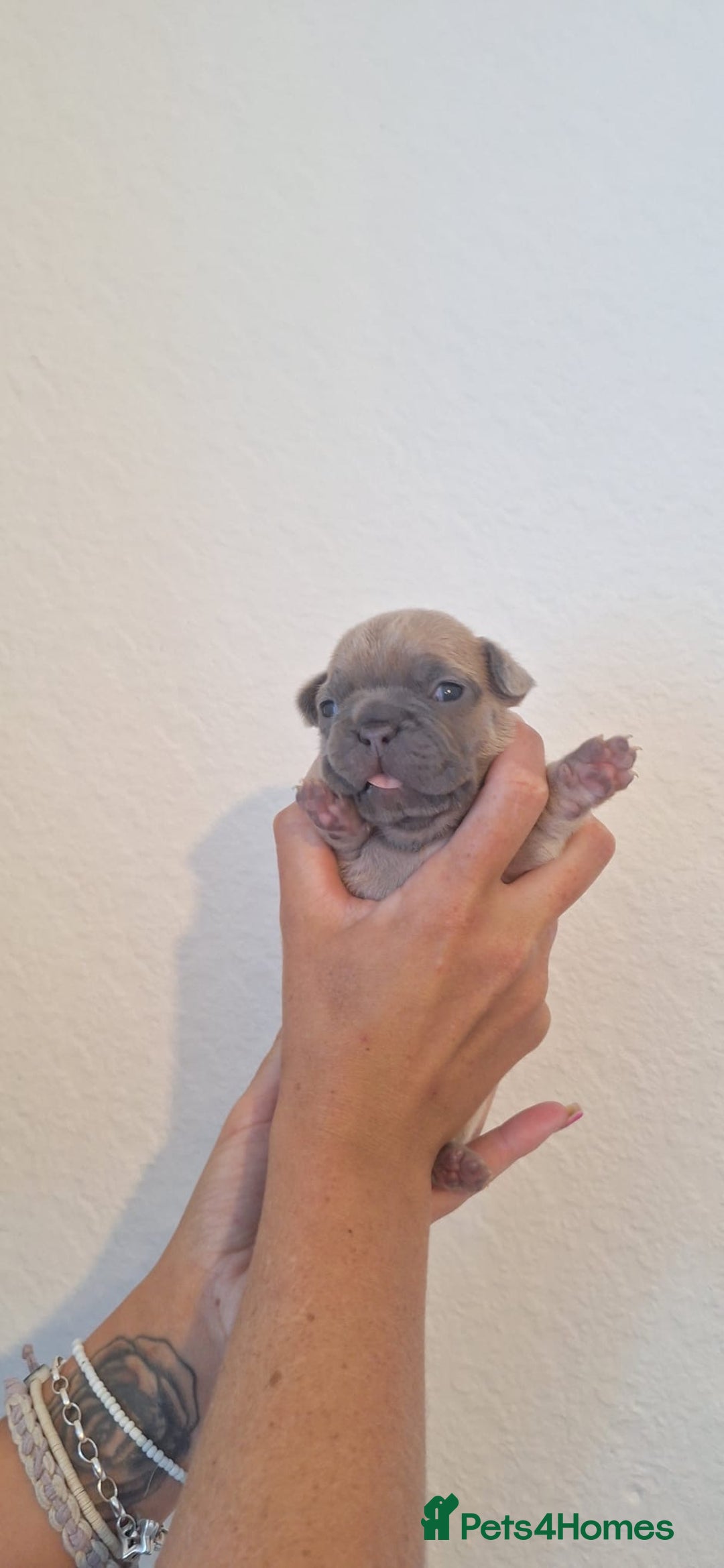 French Bulldog dogs for sale: French bulldogs  - Image 2