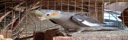 Cockatiels birds for sale: Baby  Cockatiels for sale - Advert 3