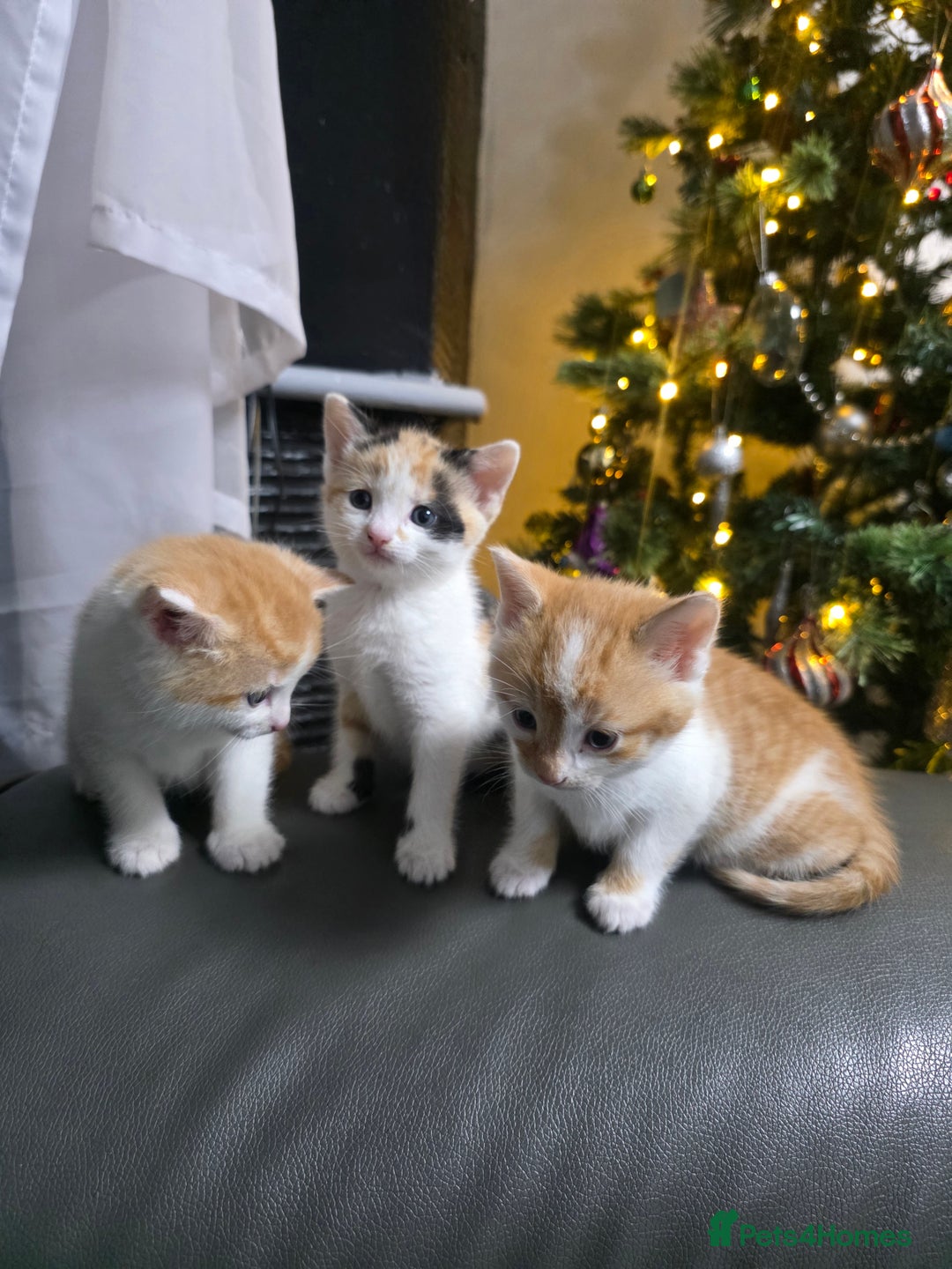 Mixed Breed cats for sale: Beautifull Kittens ready to go  - Advert 22