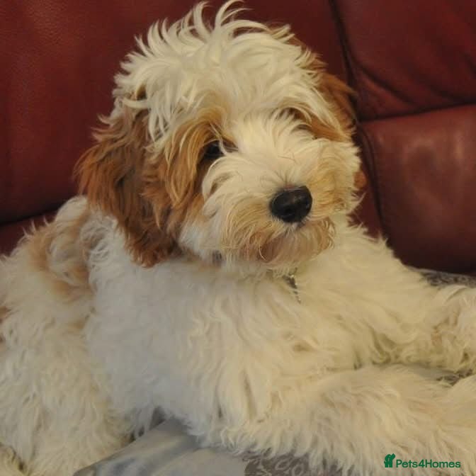 Australian Labradoodle dogs Available Female Guardian - Waitlist for 2027 Open - Advert 2