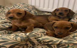 Miniature Dachshund dogs for sale: 🌭 Little Sausages Looking for Big Love! ❤️🐾 - Image 18