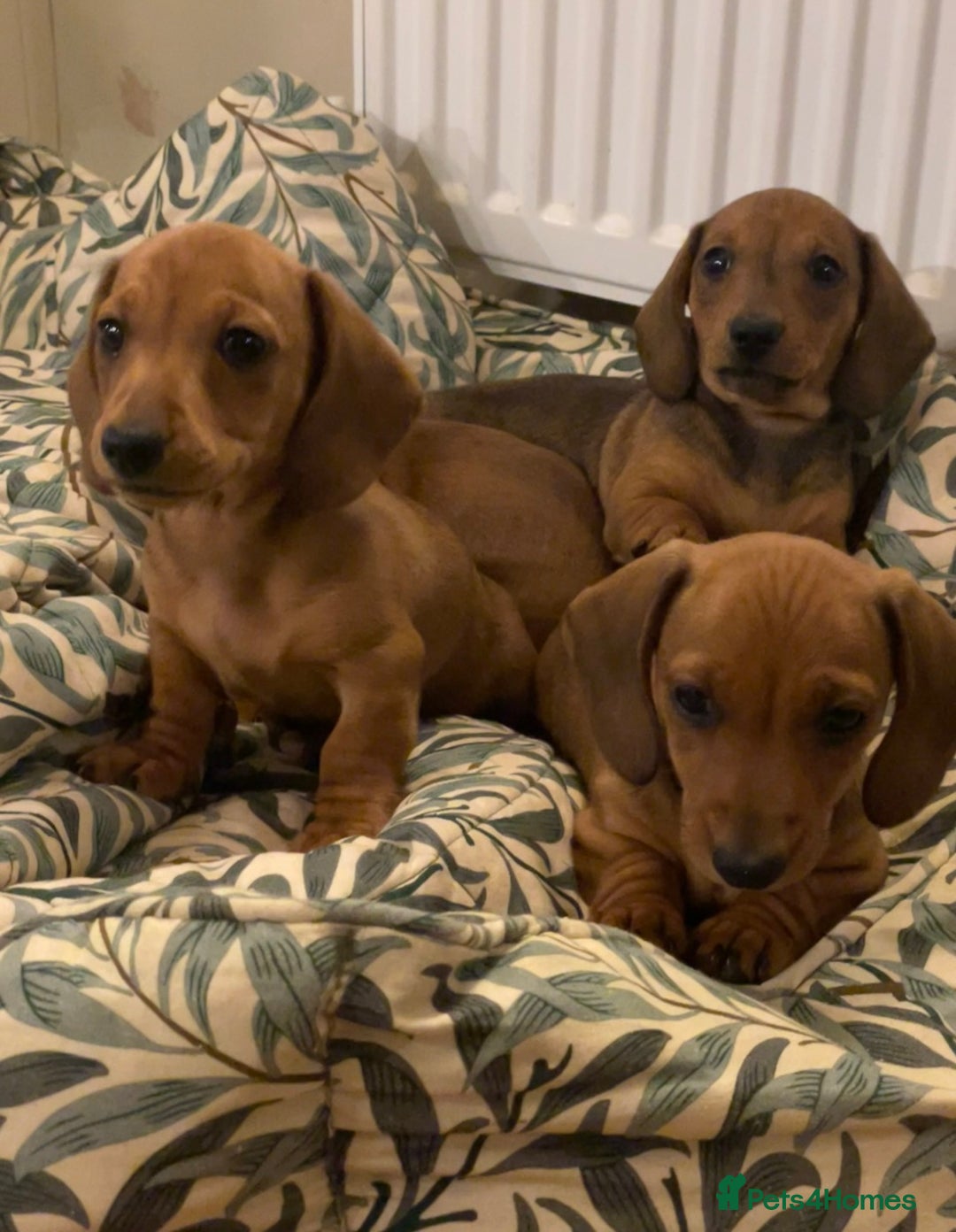 Miniature Dachshund dogs for sale: 🌭 Little Sausages Looking for Big Love! ❤️🐾 - Image 18