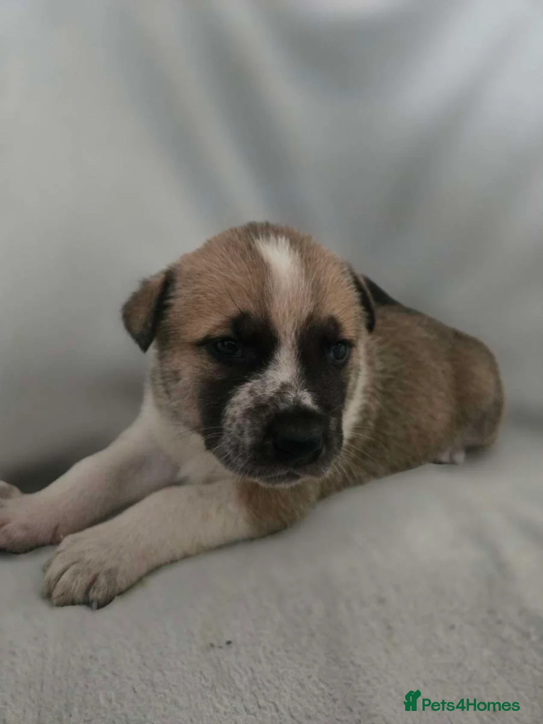 Mixed Breed dogs for sale: Akita cross  - Advert 3