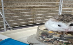 Hamster rodents for sale: Russian Dwarf Hamster - Image 3
