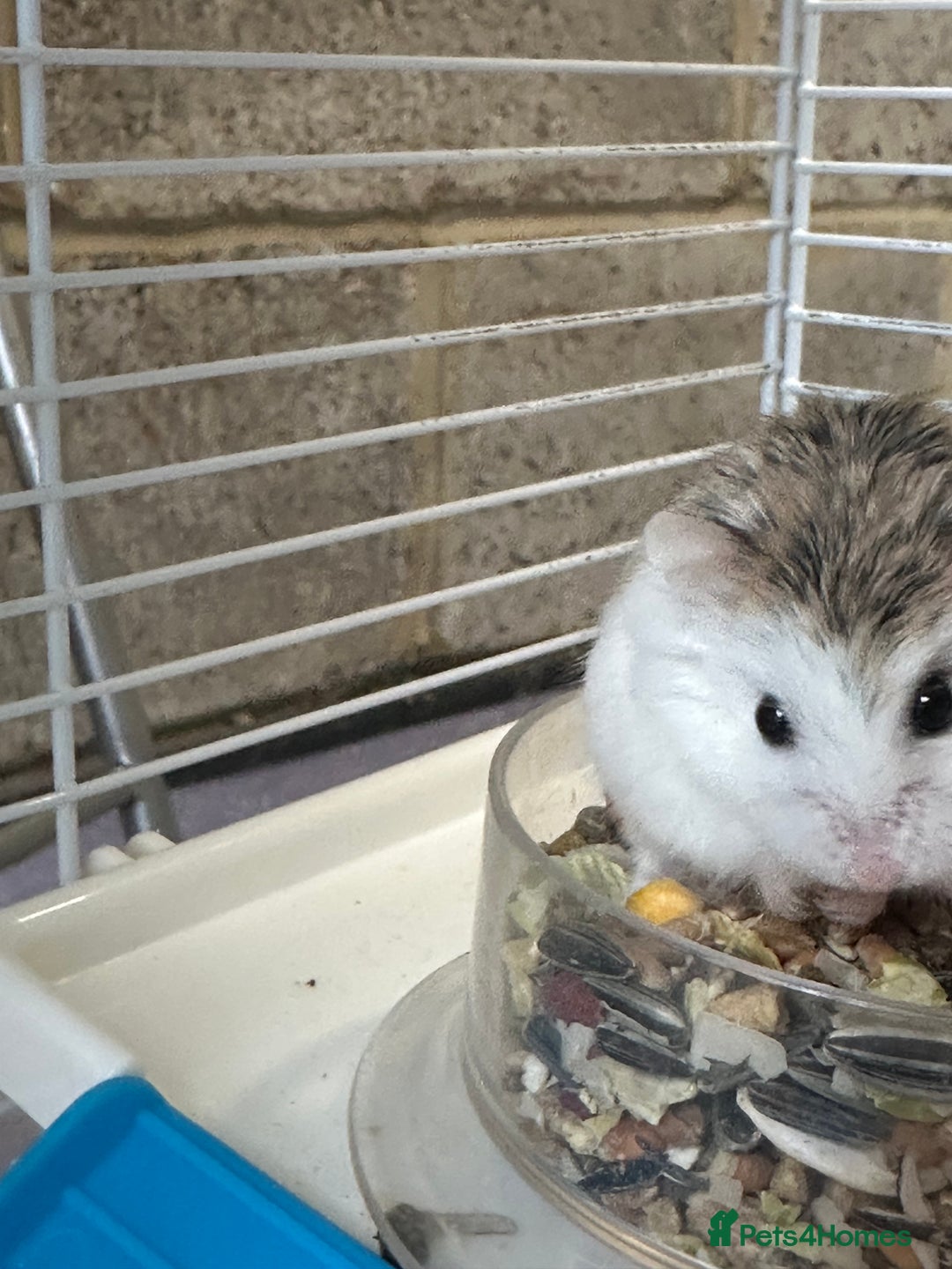 Hamster rodents for sale: Russian Dwarf Hamster - Image 3