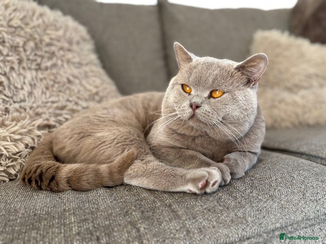 British Shorthair cats for stud: PROVEN! HEALTH TESTED! Stud (07818866006) in Holywell - Image 9
