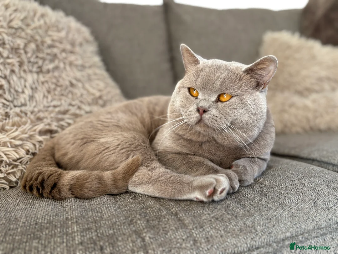 British Shorthair cats for stud: PROVEN! HEALTH TESTED! Stud  ** ) in Holywell - Advert 11