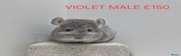 Chinchilla rodents for sale: STUNNING BABIES CHINCHILLA MIX COLOURS AND GENDER  - Advert 5