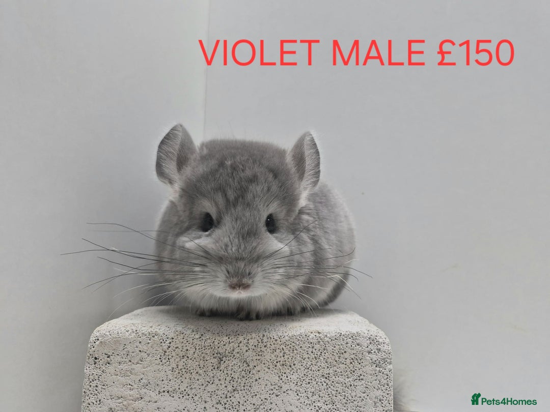 Chinchilla rodents for sale: STUNNING BABIES CHINCHILLA MIX COLOURS AND GENDER  - Advert 5