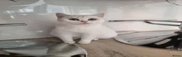 British Shorthair cats for sale: Silver British short hair female - Advert 2