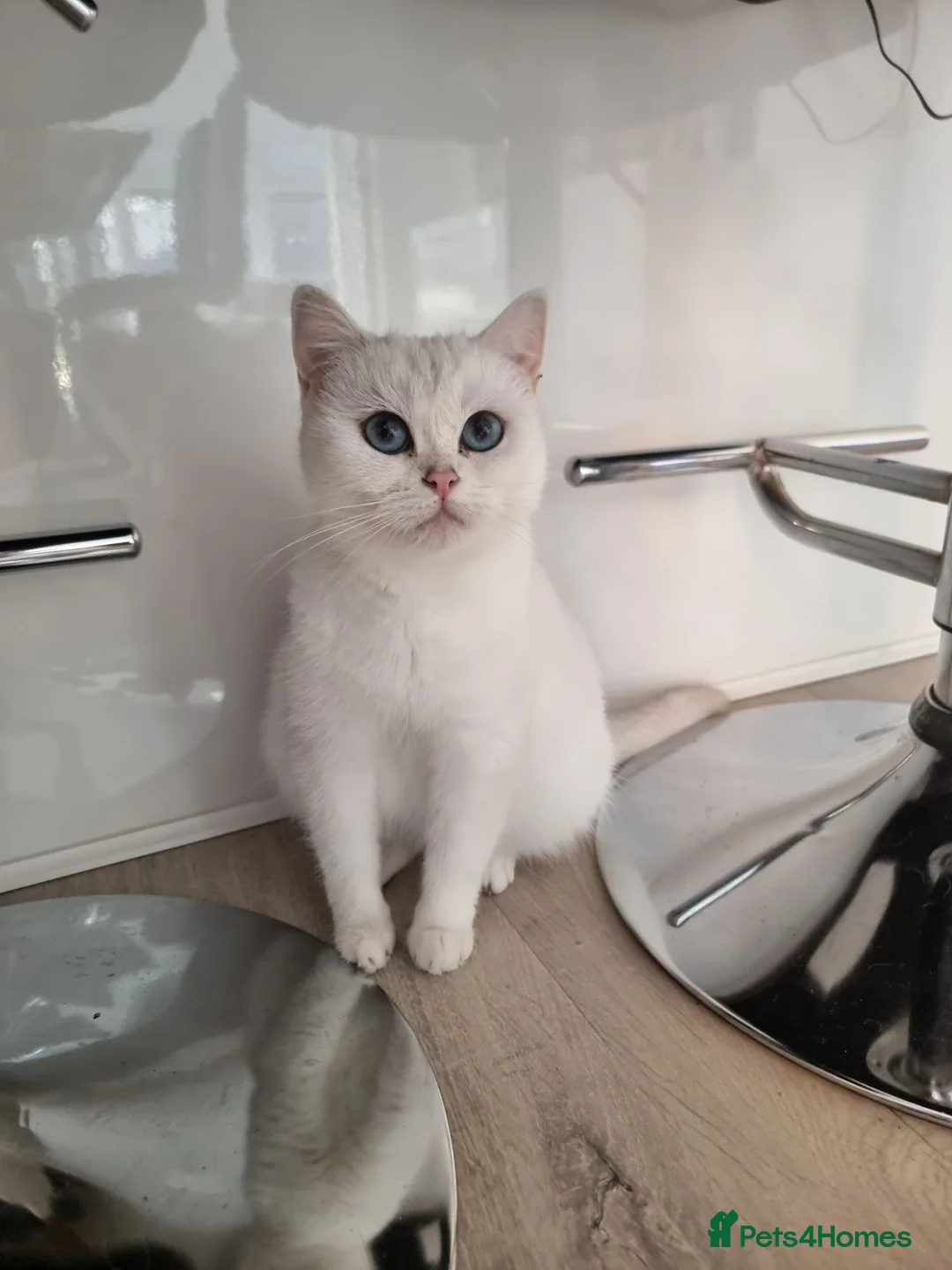 British Shorthair cats for sale: Silver British short hair female - Advert 2
