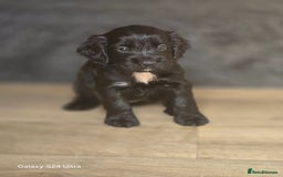 Cocker Spaniel dogs for sale: Cocker spaniel puppies 🐶  - Image 1