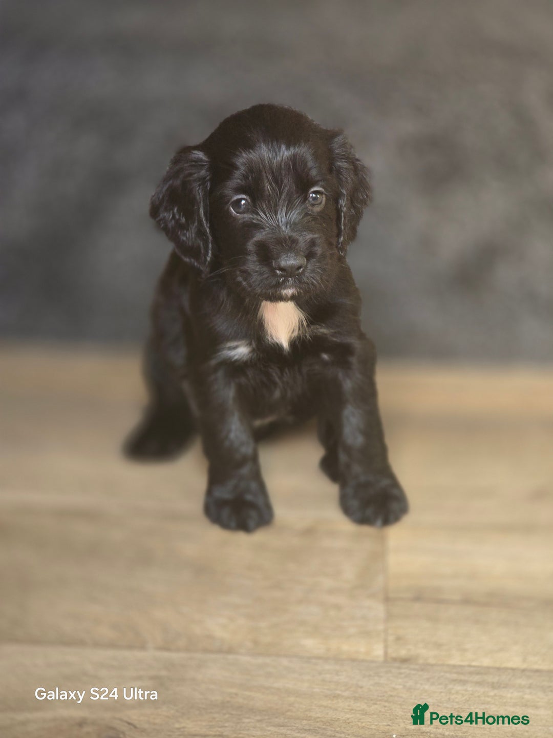 Cocker Spaniel dogs for sale: Cocker spaniel puppies 🐶  - Image 1