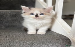 Ragdoll cats for sale: 🎀 Ragdoll kittens 🎀 2 left - Image 4
