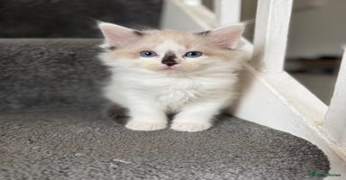 Ragdoll cats - Advert 6