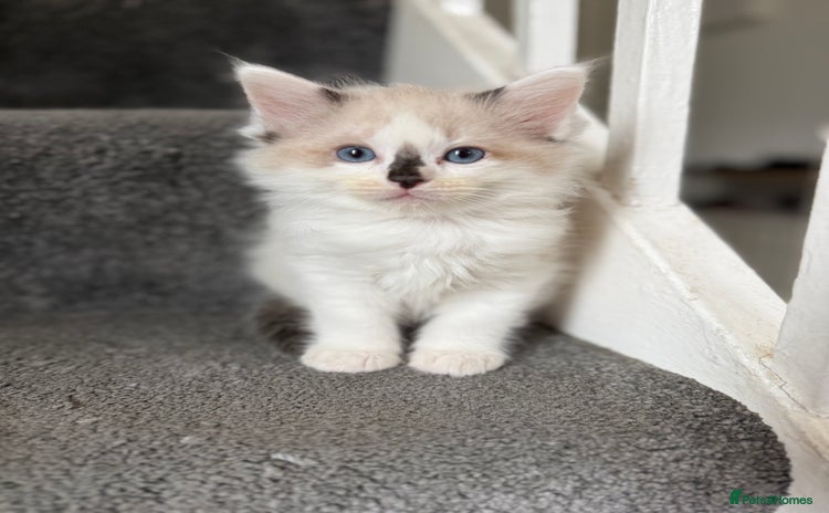 Ragdoll cats - Advert 4